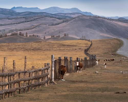 Утренний променад