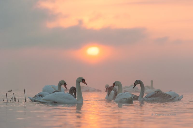 Ранок на Різдво... фото превью