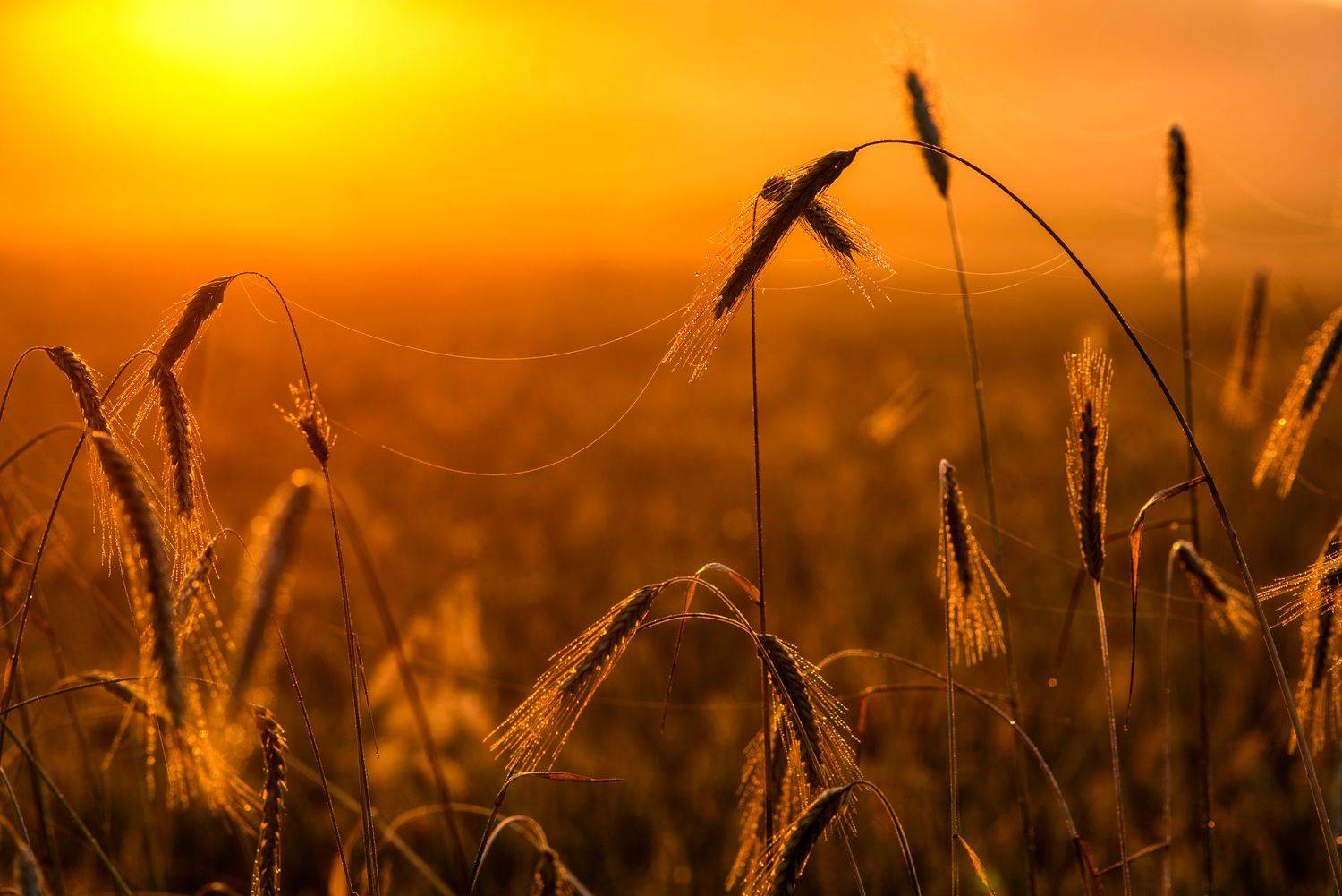 , Юрий Юрьев