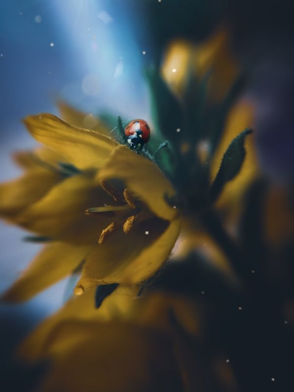 *** фото превью