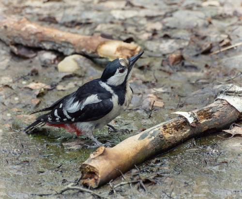 жара, почти пересохший водоём.