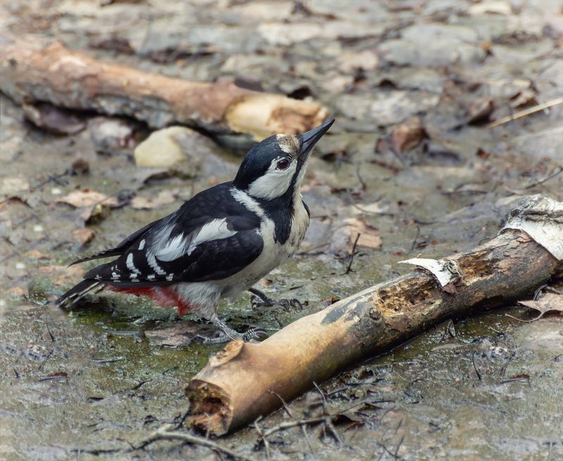птица, большой пёстрый дятел, лес, пересохший водоём, жара, лето, жажда, жара, почти пересохший водоём. фото превью