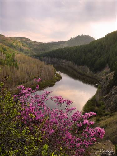 Рододендрон даурский. р.Ингода