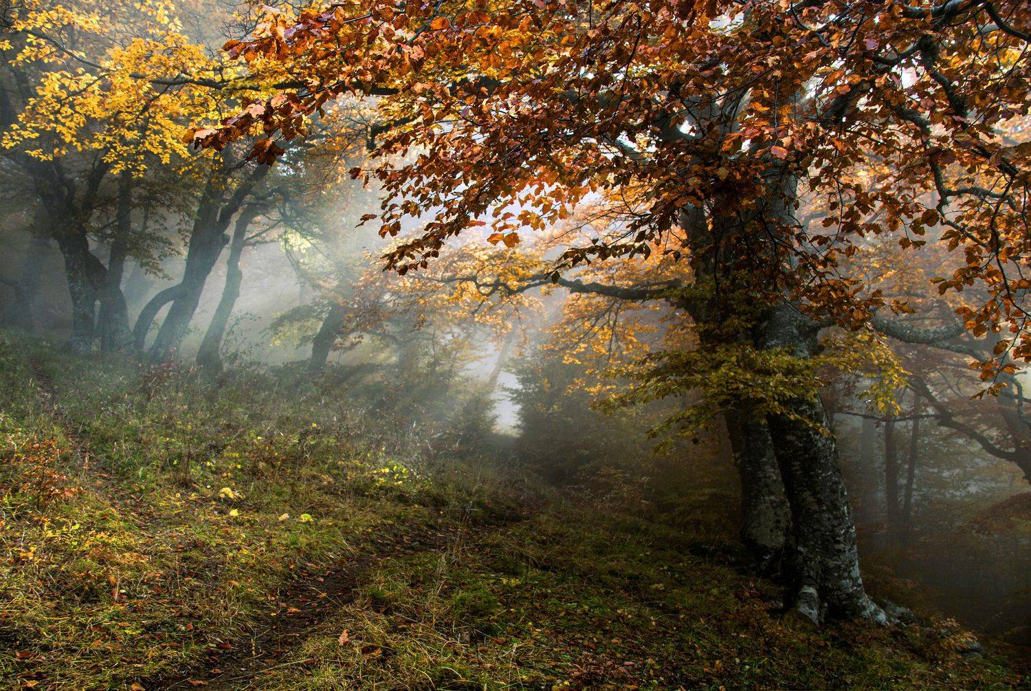 , Милокост Алексей
