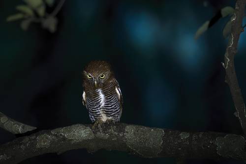 Ghostly Owlet