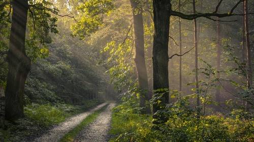 Wandering among the old trees.