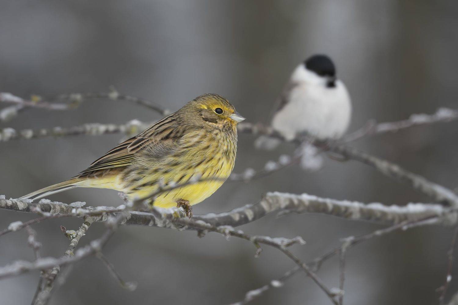 Geltonoji starta (Emberiza citrinella) Yellowhammer, Rimantas Stankunas