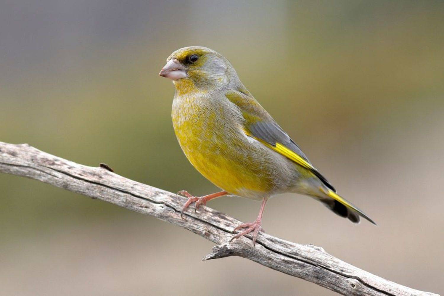 , Георги Славов