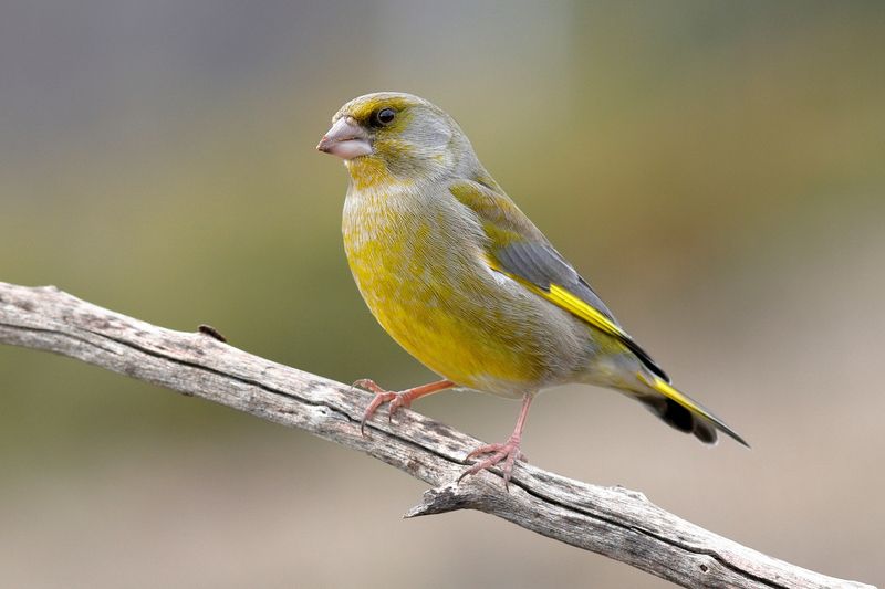 Зеленушка фото превью