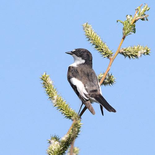 Мини сорока.