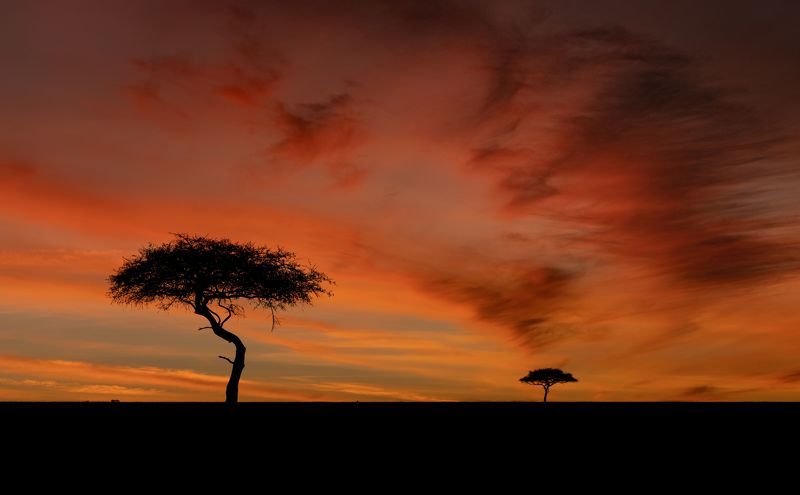 Dawn in Kenyan savanna фото превью