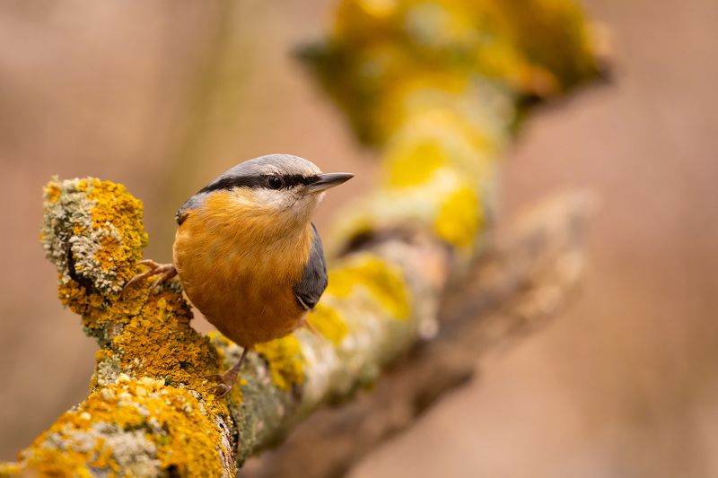 Nuthatch фото превью