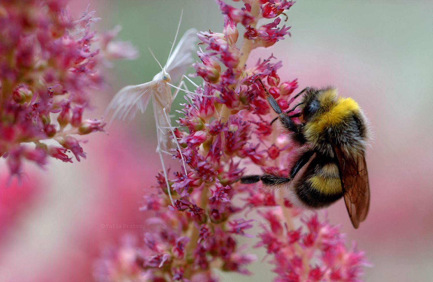 шмель, пальцекрылка пятипалая, Ершова Юлия