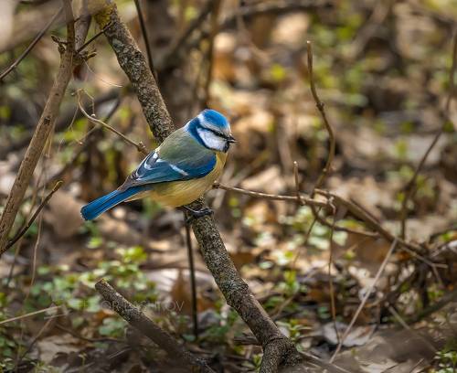 Лесные птицы весною