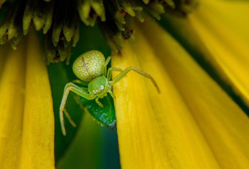 Green crab spider on yellow flower фото превью