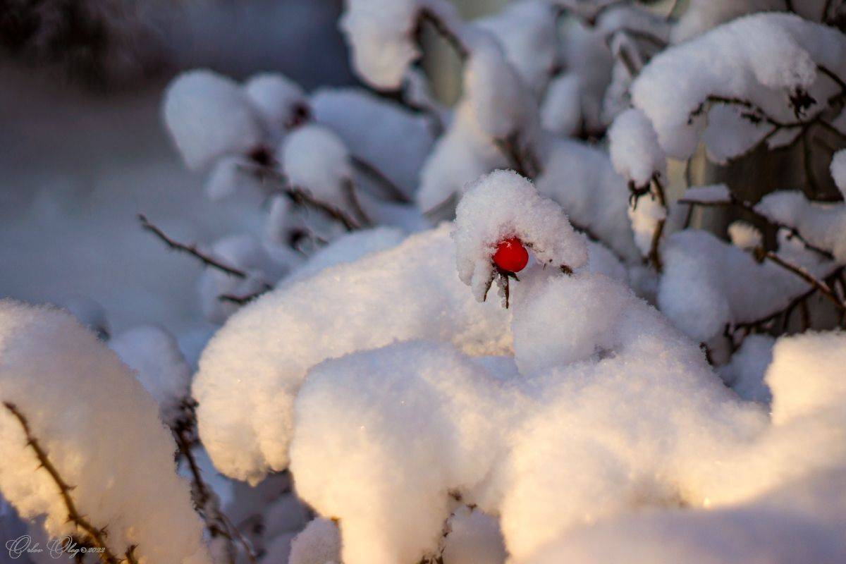 , Орлов Олег