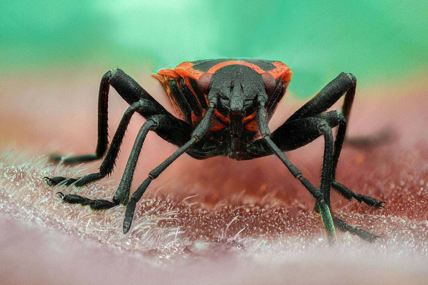 ceclii, macro, d7200, lomo 3.7, Tsvetan Ganev