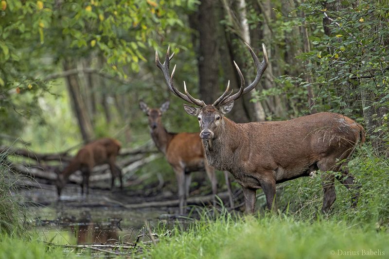 Благородный олень фото превью