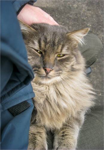 Добрый котейка