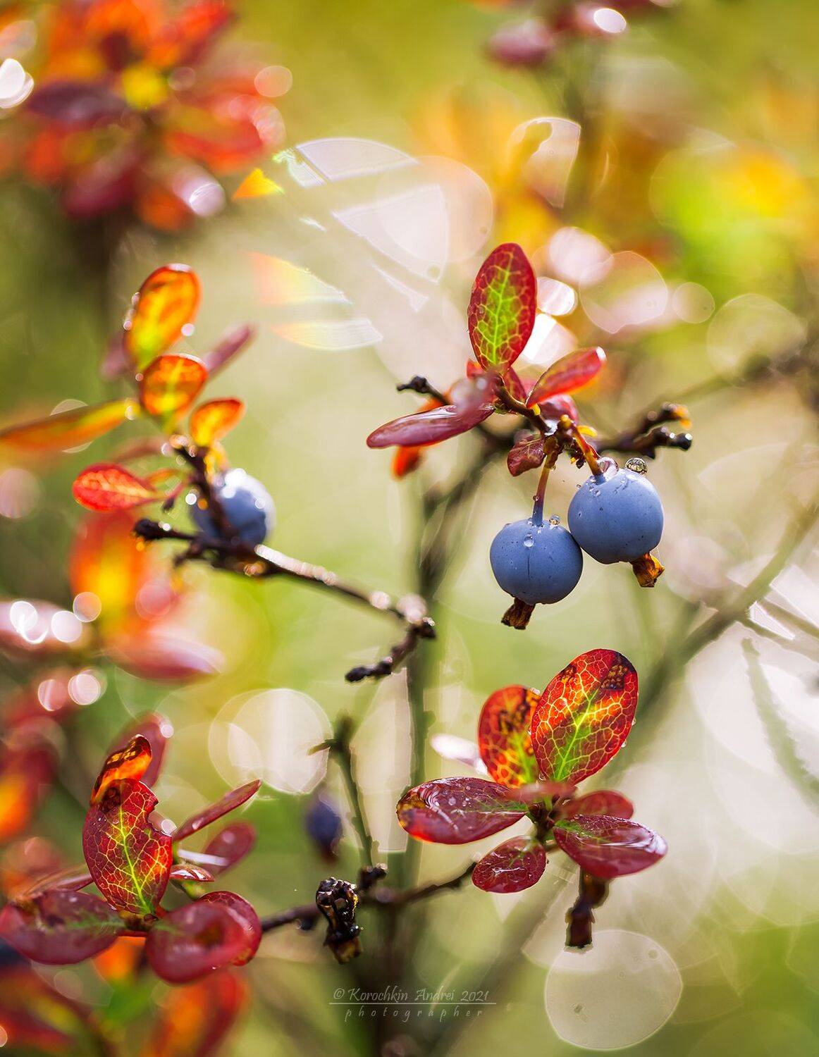 , Андрей Корочкин