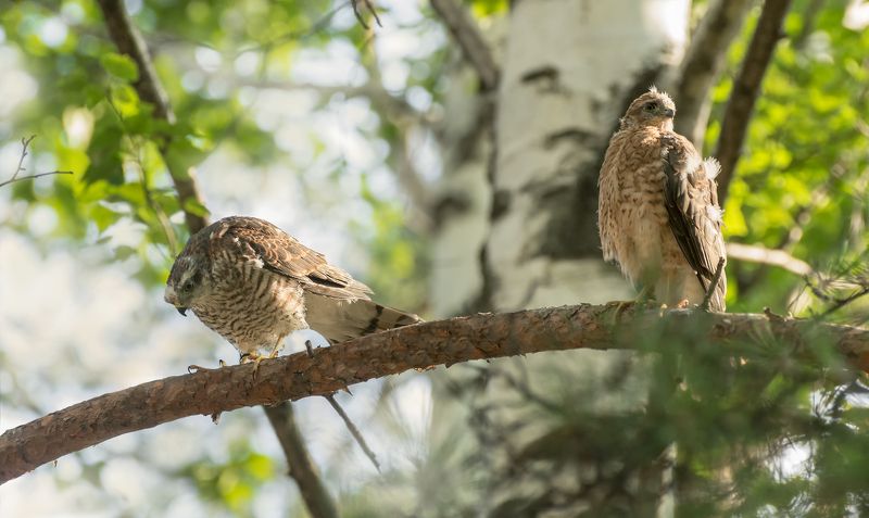 птицы, ястреб перепелятник, добыча, ястребы.. фото превью