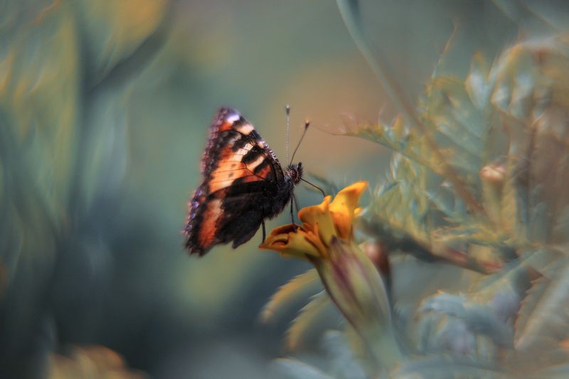 бабочка *** фото превью