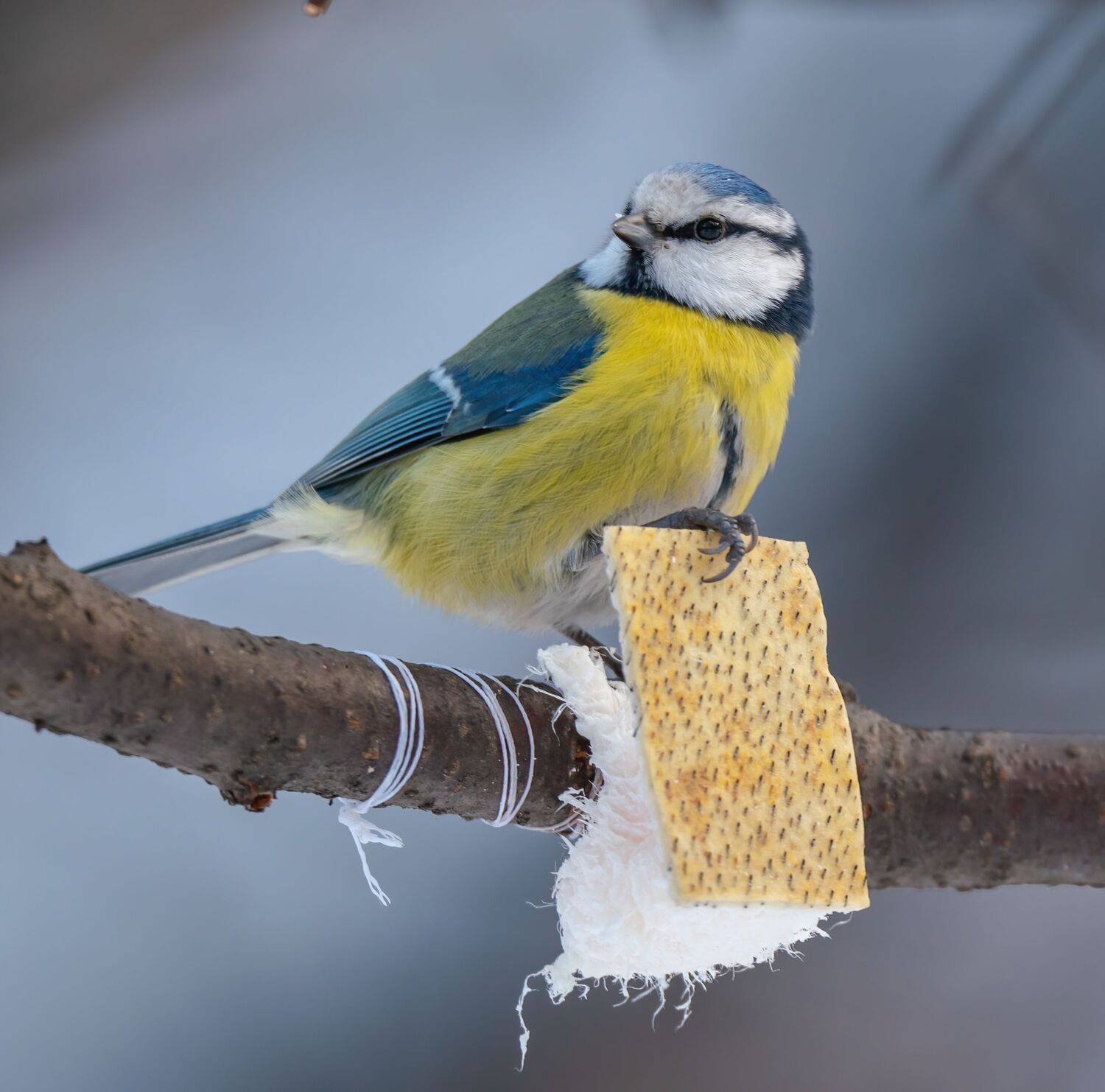 ***, Константин Дэм