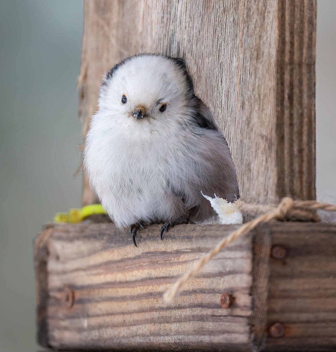 , Константин Дэм