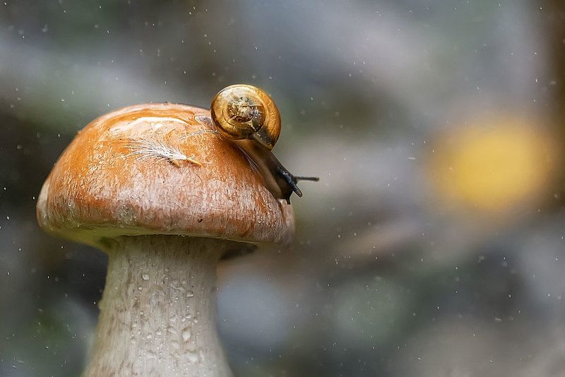 макро, улитка, макрофотографии, гриб, Закат фото превью