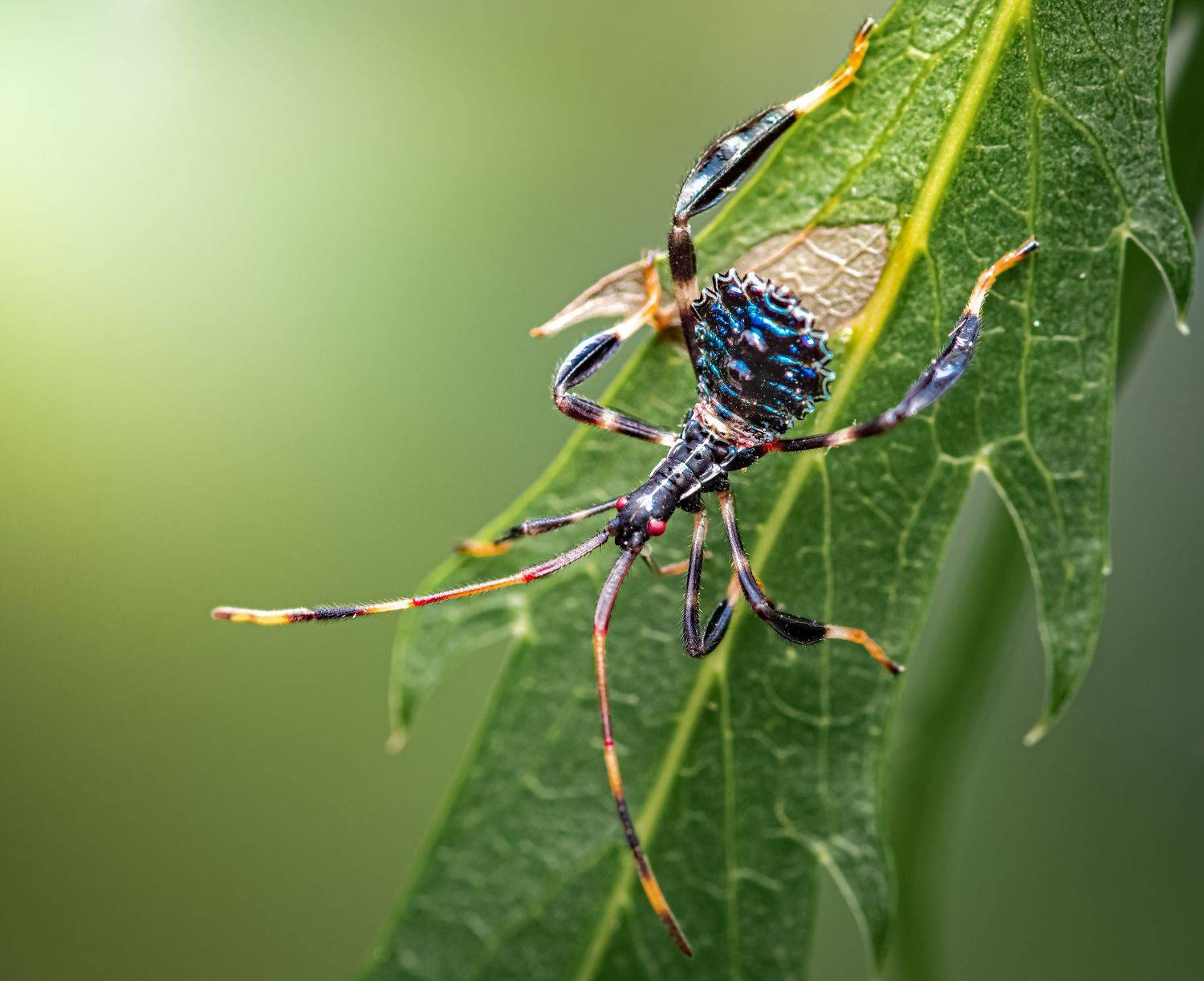 insect, beetle, bug, bugs, leaf, grass, macro, spring, love,, Atul Saluja