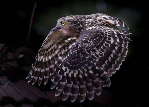 Buffy Fish Owl On Target