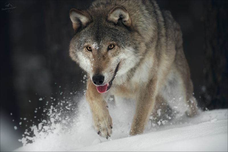 волк, wolf, красная шапочка, беларусь, красный бор, фототур в красный бор, фотоохота, canis lupus, red riding hood, серый волк, обыкновенный волк, евразийский волк, европейский волк,фототур в красный бор, фотоохота в беларуси, фототур на рождество По следу .. фото превью