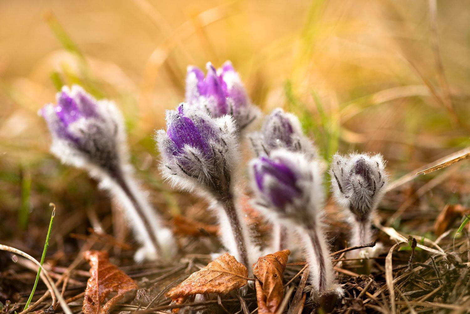 , Mariyana Atanasova - Lucero