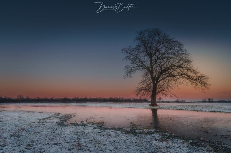 Winter tree фото превью