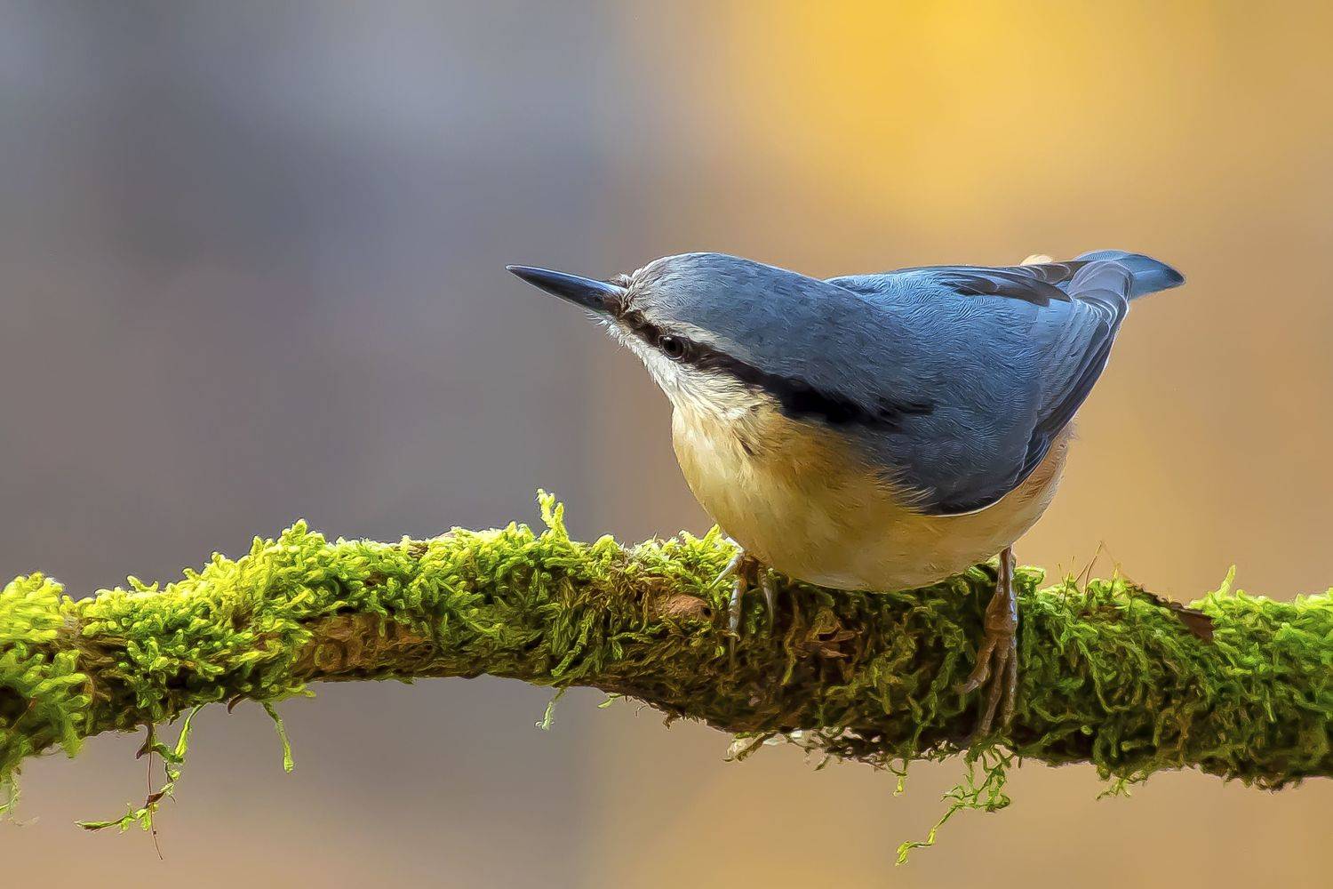 , Krzysztof Kozlowski