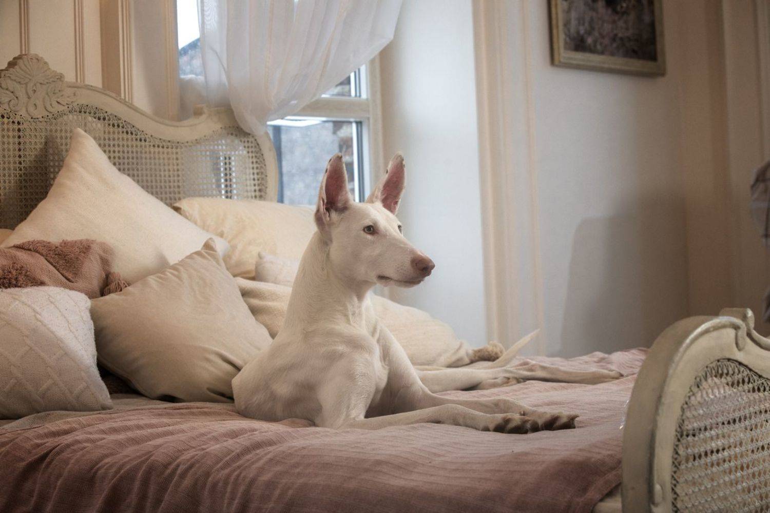 , Андрей Ершов