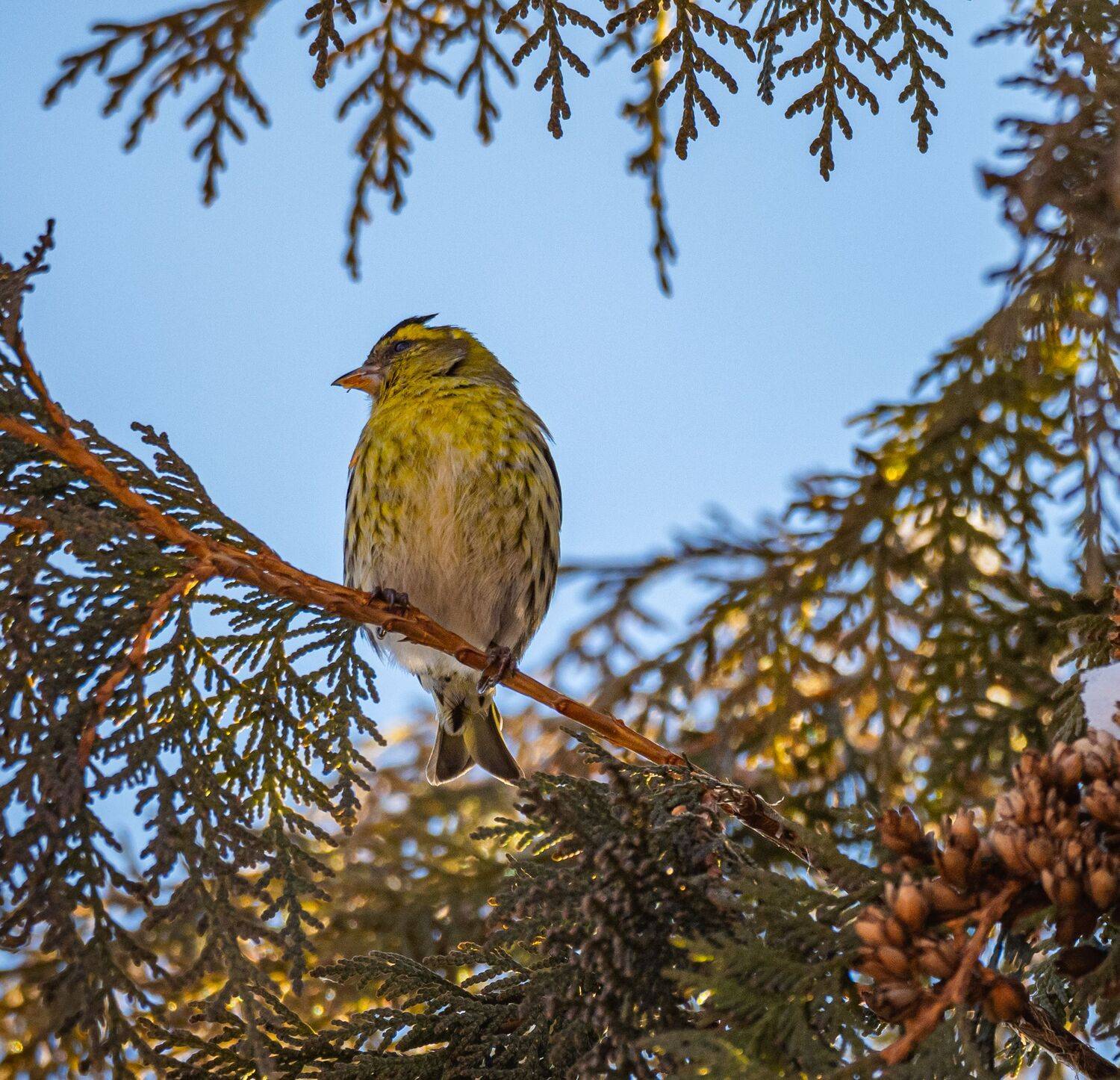 , Курлянцев Алексей