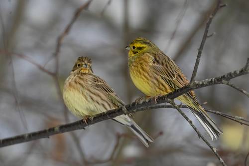 Geltonoji starta (Emberiza citrinella) Yellowhammer