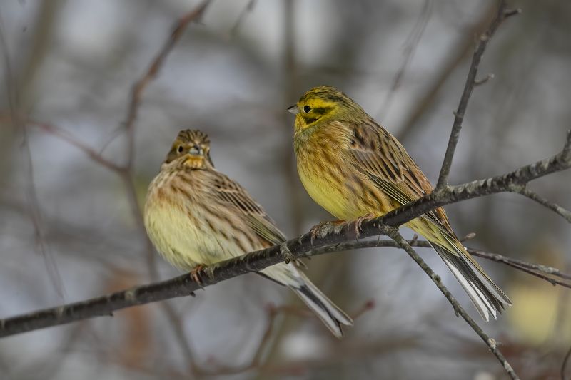 Geltonoji starta (Emberiza citrinella) Yellowhammer Geltonoji starta (Emberiza citrinella) Yellowhammer фото превью