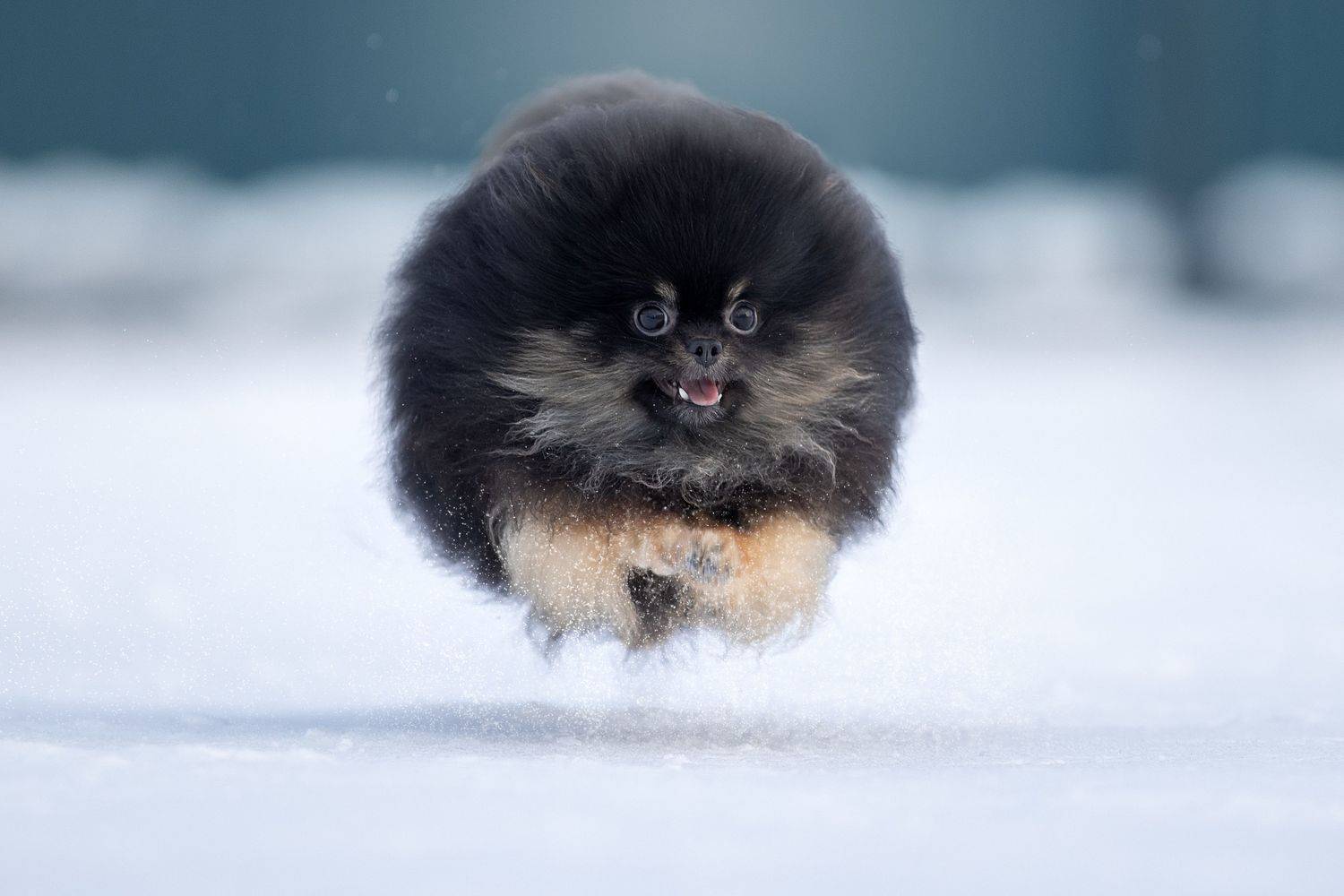 , Светлана Писарева