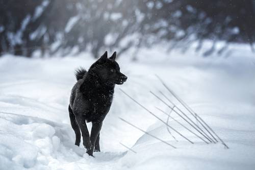 Black wolf here