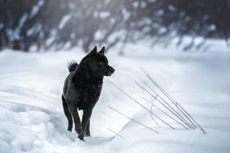 winter sibaschipp archie rescued dog black animal schipperke warrior Black wolf here фото превью