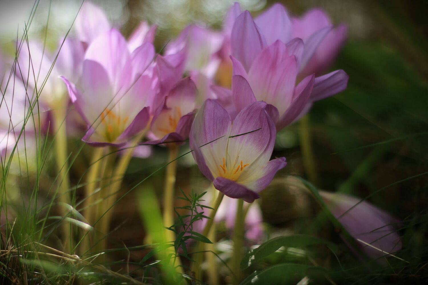 безвременник,осень,природа,цветы, Marina Laiko