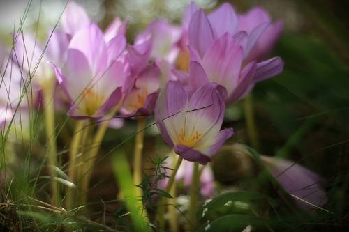 На фиолетовой волне