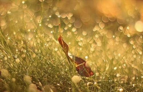 Исчезнуть в осени