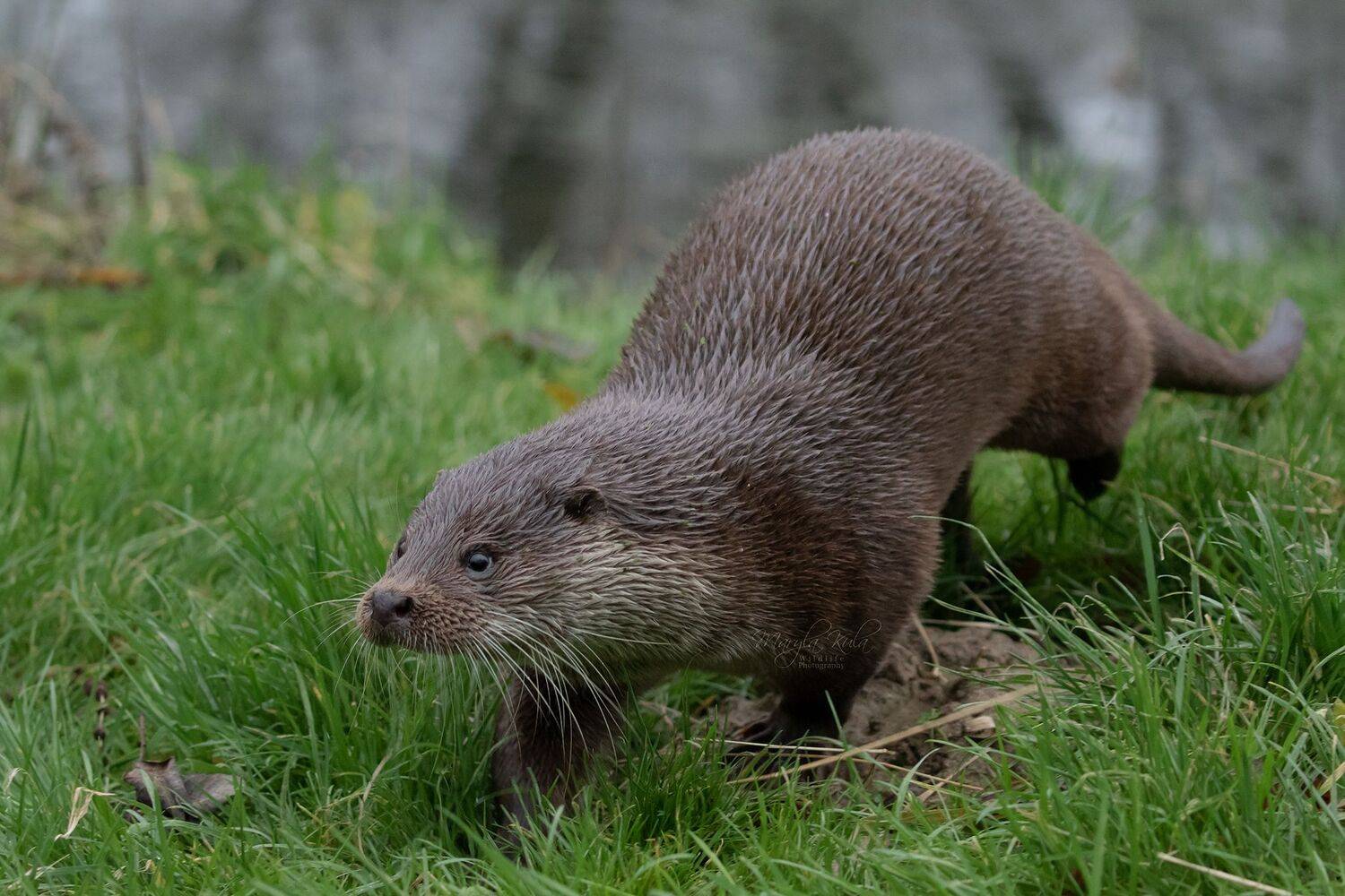 otter, animals, wildlife, nature, canon, MARIA KULA