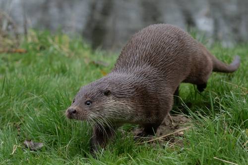 Otter