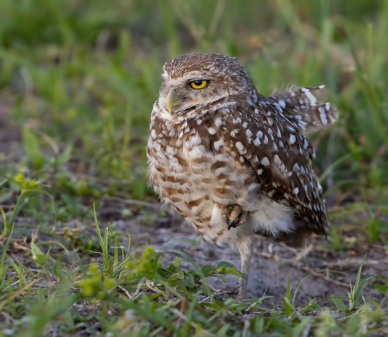 кроличий сыч, florida,burrowing owl, owl, флорида,сыч Cыч - Burrowing Owl фото превью