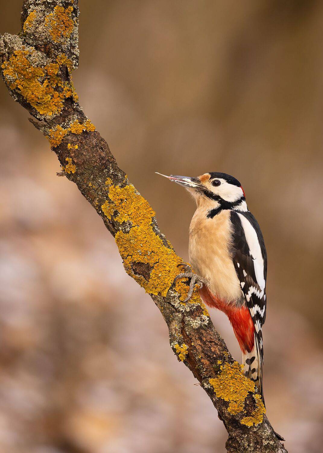 Spotted woodpecker. Автор: Robert Adamec , Robert Adamec
