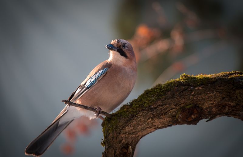 birds, jay, wildlife, птицы, сойка, зима, снег Сойка фото превью